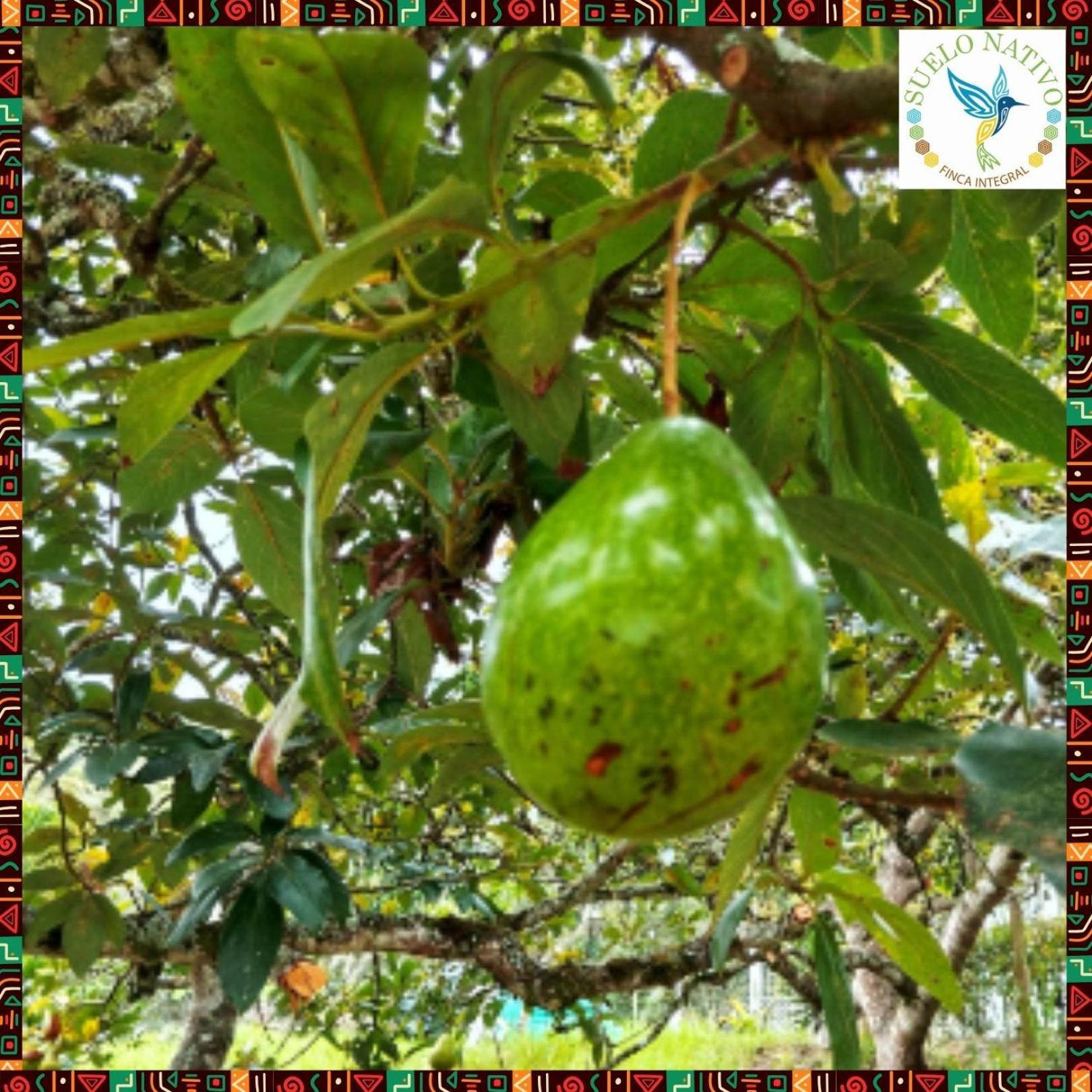 Hotel Finca Integral Suelo Natiivo "Integramos El Campo Con Tu Bienestar" Guaduas Ngoại thất bức ảnh